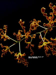 Dendrobium discolor var. fimbrilabium