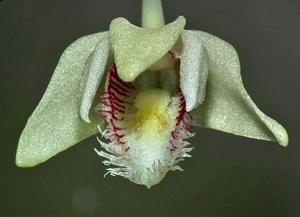 Dendrobium escritorii