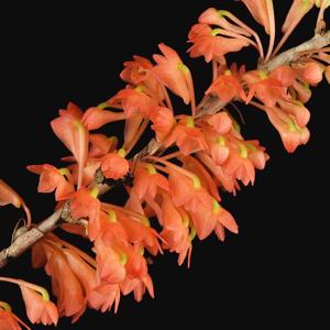 Dendrobium faciferum