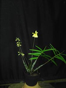 Dendrobium faciferum