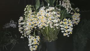 Dendrobium farmeri