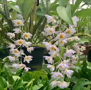 Dendrobium farmeri