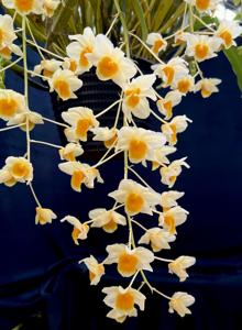 Dendrobium farmeri