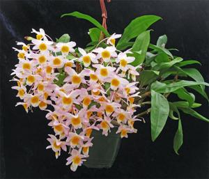 Dendrobium farmeri
