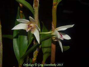 Dendrobium finniganense