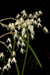 Dendrobium flagellum