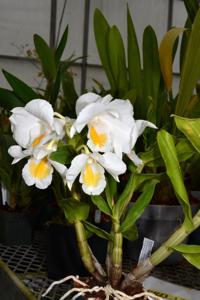 Dendrobium formosum
