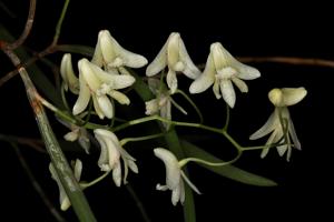 Dendrobium leptophyton
