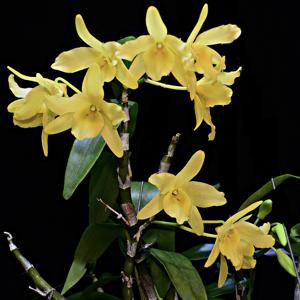Dendrobium friedericksianum