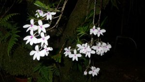 Dendrobium furcatum