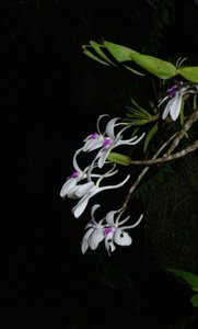 Dendrobium furcatum