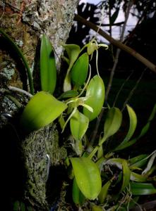 Dendrobium glabrum
