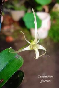 Dendrobium glabrum
