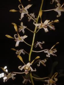 Dendrobium gouldii