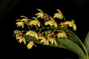 Dendrobium gracilicaule