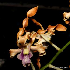 Dendrobium helix