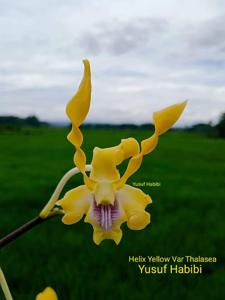 Dendrobium helix