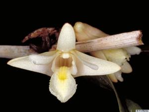 Dendrobium hendersonii