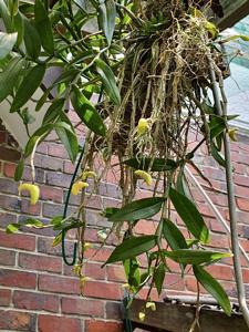 Dendrobium hendersonii