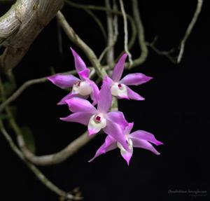 Dendrobium hercoglossum