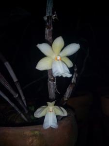 Dendrobium hughii