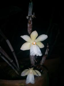 Dendrobium hughii