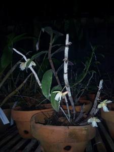 Dendrobium hughii