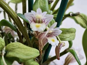 Dendrobium hymenanthum