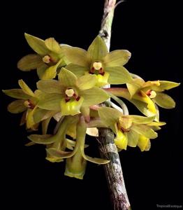 Dendrobium ionopus