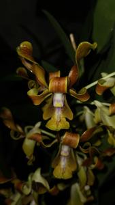 Dendrobium jennyanum