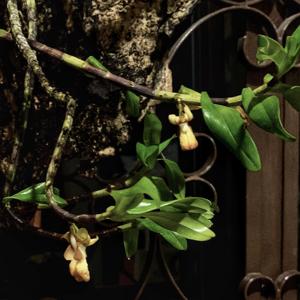 Dendrobium kenepaiense