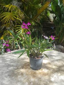 Dendrobium kingianum