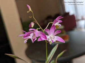 Dendrobium kingianum