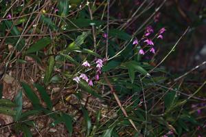 Dendrobium kingianum subsp. kingianum