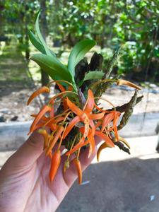 Dendrobium lamyaiae