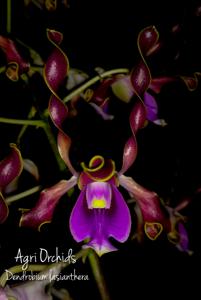Dendrobium lasianthera