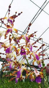 Dendrobium lasianthera