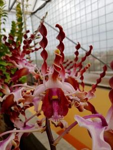 Dendrobium lasianthera