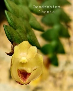 Dendrobium leonis