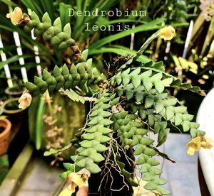 Dendrobium leonis