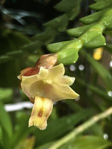 Dendrobium leonis