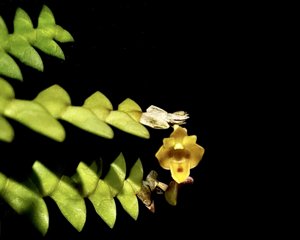 Dendrobium leonis