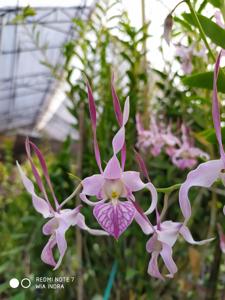 Dendrobium leporinum