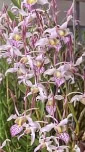 Dendrobium leporinum