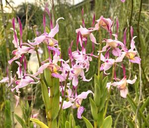 Dendrobium leporinum