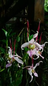 Dendrobium leporinum