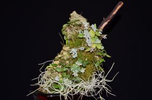 Dendrobium leucocyanum