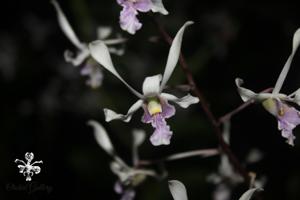 Dendrobium lineale