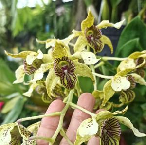 Dendrobium macrophyllum