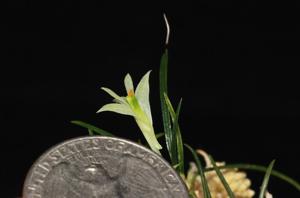 Dendrobium masarangense